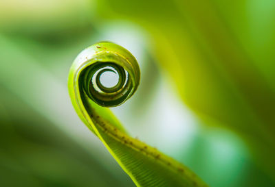 Close-up of spiral leaf