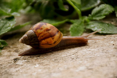 Close-up of snail on leaf