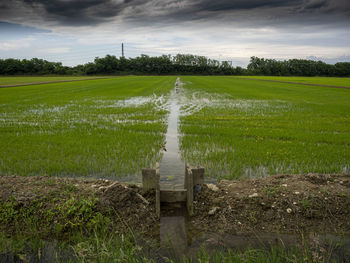 Scenic view of agricultural field against sky