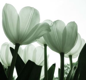 Close-up of flower blooming against clear sky