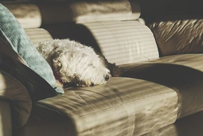 Dog resting on sofa at home