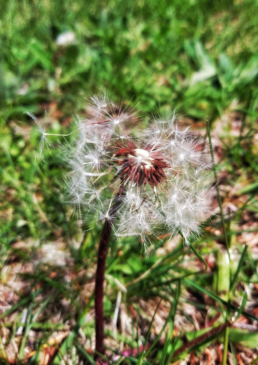 CLOSE-UP OF DANDELION ON PLANT