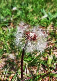 Close-up of dandelion on field