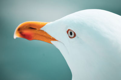 Close-up of a bird