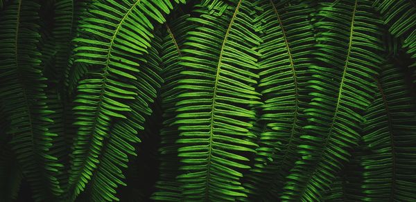 Close-up of green leaves