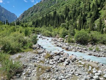 Scenic view of river flowing through rocks in forest