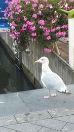 Bird on flower