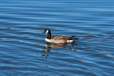 Duck swimming in lake