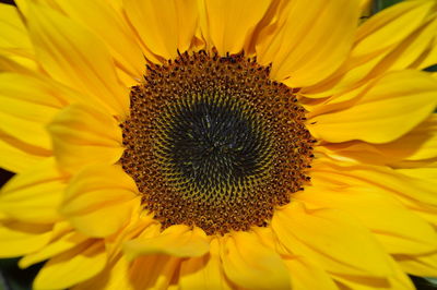 Close-up of sunflower