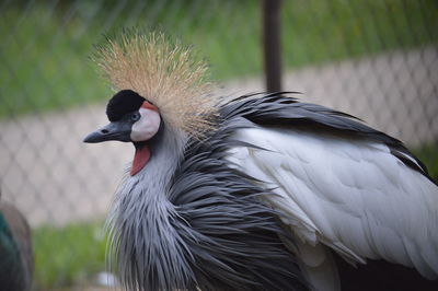 Close-up of bird