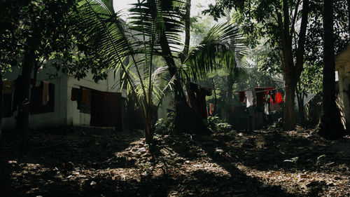 Palm trees and plants in forest