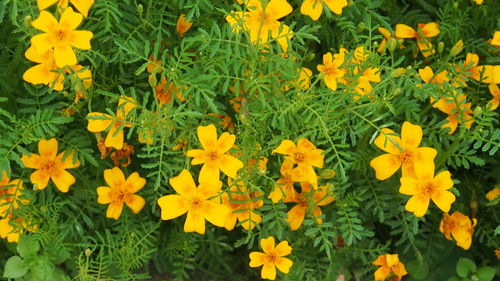 High angle view of yellow flowering plants on field