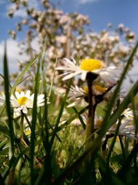 Close-up of fresh yellow flowers blooming in field