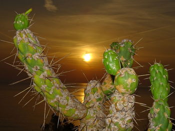 Close-up of cactus plant