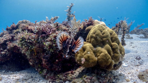 Red lionfish at isla verde