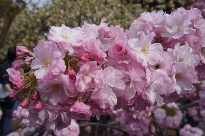 Close-up of pink flowers