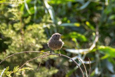 Close-up of bird perching on a plant