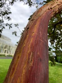 Close-up of tree trunk on field