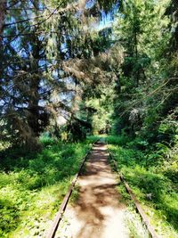 Road amidst trees in forest