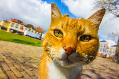 Portrait of ginger cat against sky