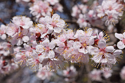 Pink cherry blossoms in spring