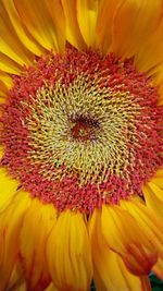 Close-up of sunflower