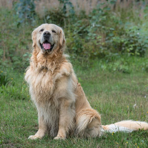 Rear view of golden retriever sitting on field