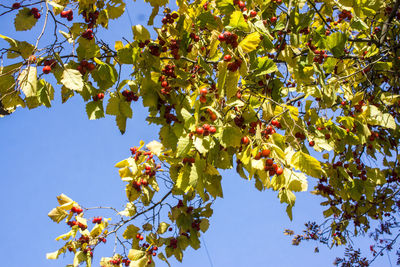 Low angle view of cherry tree against sky