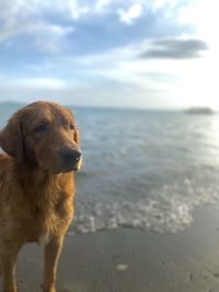 Portrait of dog at beach