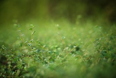 Close-up of plants on field