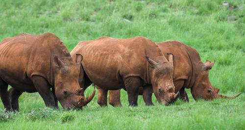 Rhinoceroses grazing in a field