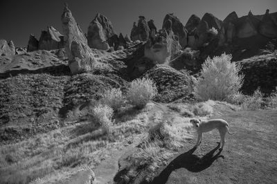 Stray dog on field against rock formation