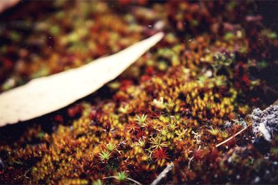 Close-up of plant growing on field