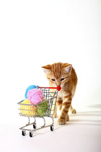 Ginger mackerel tabby cat playing with balls of wool in a shopping trolley
