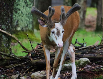 Deer in a forest