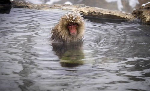 Monkey in a lake during the winter 