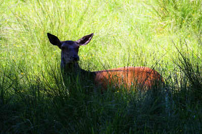 View of a horse on field