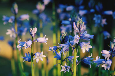 Close-up of purple flowering plants on field