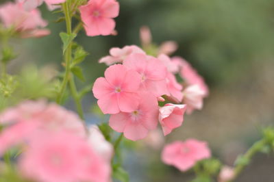 Close-up of pink flowers