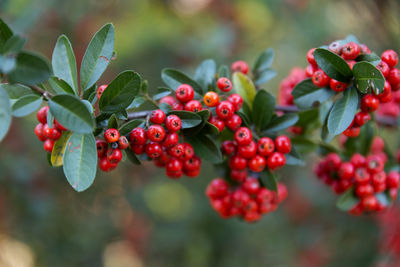 Close-up of berries growing on tree