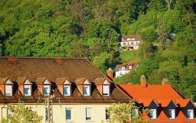 Houses and trees in village