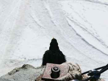 Rear view of an animal on beach