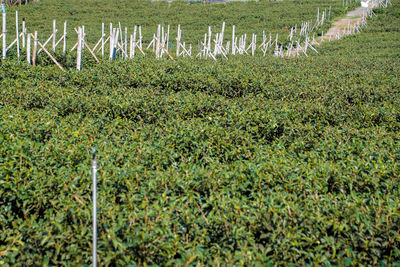 Plants growing on field