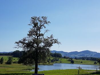 Tree by lake against clear sky