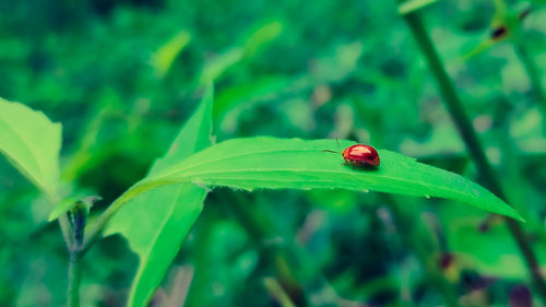 Close-up of ladybug on leaf