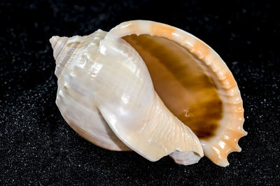 Close-up of seashell on table
