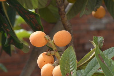 Close-up of oranges growing on tree