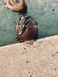 Close-up of mallard duck on lake