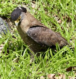 Close-up of bird perching on a field