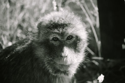 Close-up portrait of a monkey